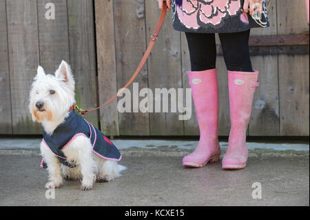 Pieds d'une dame portant des bottes wellington rose barbe à papa (gum boots) une petite maison de vacances west-highland terrier en laisse. surface goudronnée contre une clôture Banque D'Images