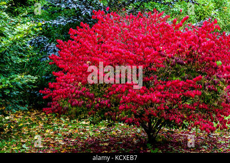 Euonymus alatus 'Compactus', broche ailée ou buisson brûlant automne rouge feuilles couleur Banque D'Images