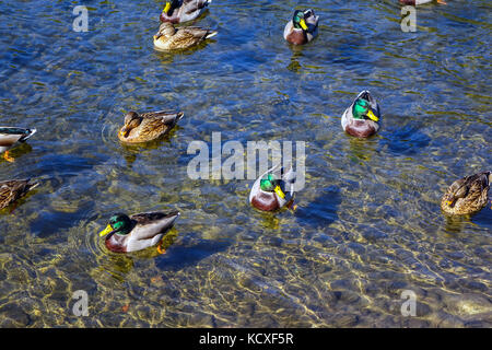 Les canards colverts nager en eau propre, de la rivière Ariège, Ariège, France Banque D'Images