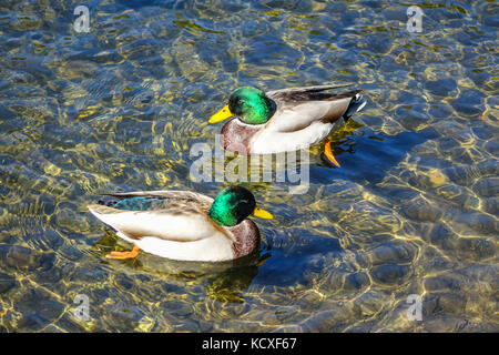 Les canards colverts nager en eau propre, de la rivière Ariège, Ariège, France Banque D'Images