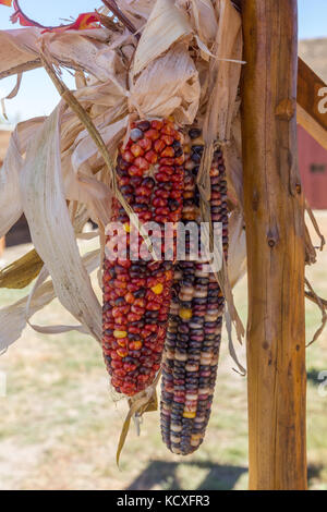 L'automne sec du maïs sur l'affichage à un marché de producteurs à l'schweiger ranch de Lone Tree, Colorado. Banque D'Images