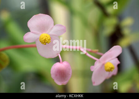 Begonia grandis ssp. evansiana Banque D'Images