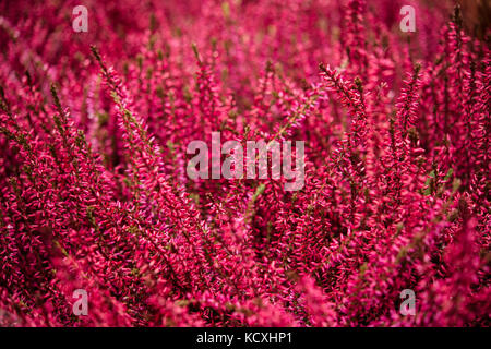 Ericaceae erica calluna gracile fleur rose mauve Banque D'Images