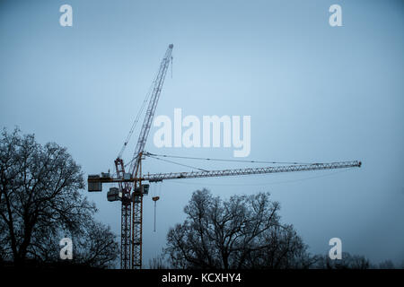 Deux grues sur un automne hiver jour d'arbres Banque D'Images