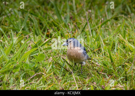 Açores Chaffinch (Fringilla coelebs moreletti) trouvé par le lac de Furnas dans l'île de São Miguel. Banque D'Images