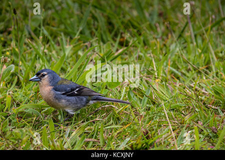 Açores Chaffinch (Fringilla coelebs moreletti) trouvé par le lac de Furnas dans l'île de São Miguel. Banque D'Images