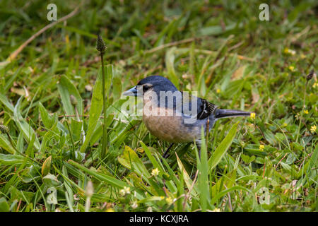 Açores Chaffinch (Fringilla coelebs moreletti) trouvé par le lac de Furnas dans l'île de São Miguel. Banque D'Images