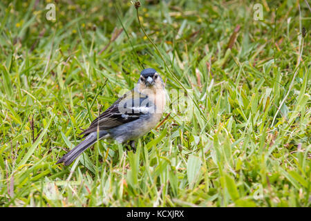 Açores Chaffinch (Fringilla coelebs moreletti) trouvé par le lac de Furnas dans l'île de São Miguel. Banque D'Images