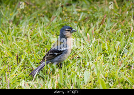 Açores Chaffinch (Fringilla coelebs moreletti) trouvé par le lac de Furnas dans l'île de São Miguel. Banque D'Images