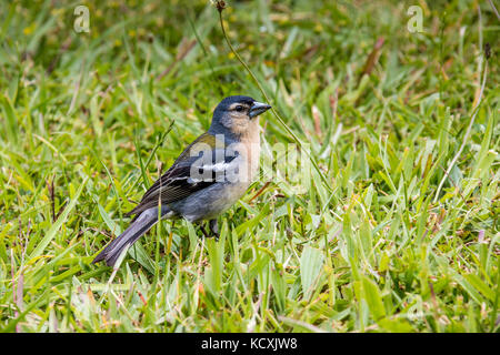 Açores Chaffinch (Fringilla coelebs moreletti) trouvé par le lac de Furnas dans l'île de São Miguel. Banque D'Images