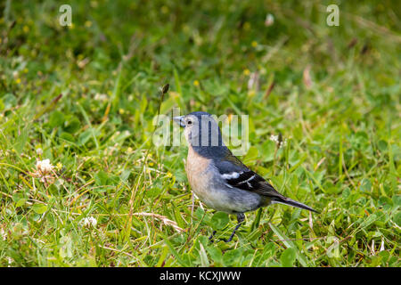 Açores Chaffinch (Fringilla coelebs moreletti) trouvé par le lac de Furnas dans l'île de São Miguel. Banque D'Images