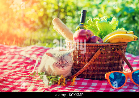 Chat assis sur une couverture près d'un panier de pique-nique Piscine en été Banque D'Images