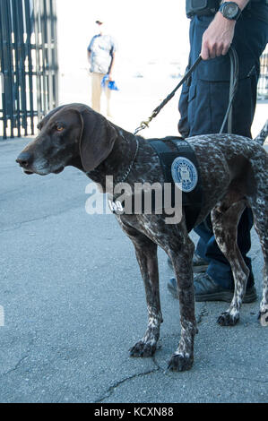 Bingo, un pointeur allemand à poil court et d'un membre de la Sécurité maritime de la Garde côtière canadienne et l'équipe de sécurité, San Francisco est indiqué pendant les opérations de balayage de la jetée de San Francisco la Fleet Week, 5 octobre 2017. Bingo et son maître, maître de 1re classe Devon Waite a effectué les inspections de sécurité le long du front de mer de San Francisco durant les festivités de la semaine de la flotte pour assurer la sûreté et la sécurité des spectateurs. Photo de la Garde côtière des États-Unis par le Premier maître de Sherri Eng. Banque D'Images