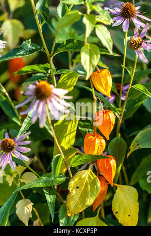 Lanterne chinoise Physalis alkekengi, en octobre à l'automne jardin seedheads Banque D'Images