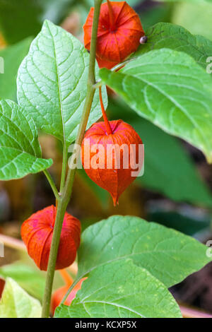 Lanterne chinoise Physalis alkekengi, en octobre à l'automne jardin seedheads Banque D'Images