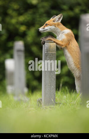 Jeune renard explorant les environs du cimetière Banque D'Images