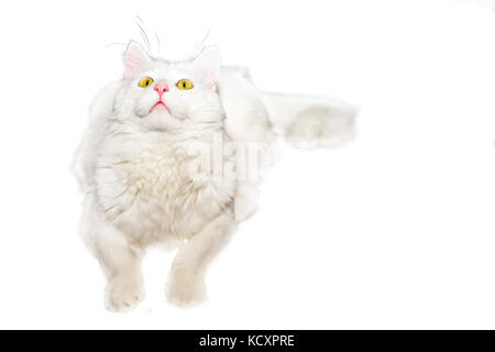 Fluffy white one-year-old cat maison repose sur un arrière-plan blanc isolé. Banque D'Images