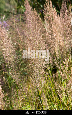 Calamagrostis brachytricha herbe reed plume coréen.. Banque D'Images