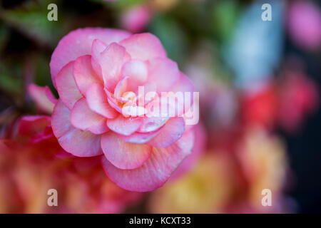 Fleurs de bégonias tubéreux (Begonia tuberhybrida) close up dans un jardin en anglais avec des gouttes de pluie sur les pétales c'est Banque D'Images