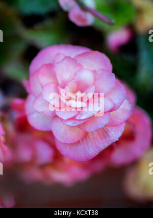 Fleurs de bégonias tubéreux (Begonia tuberhybrida) close up dans un jardin en anglais avec des gouttelettes de pluie sur les pétales Banque D'Images