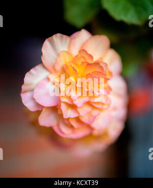 Fleurs de bégonias tubéreux (Begonia tuberhybrida) close up dans un jardin en anglais Banque D'Images
