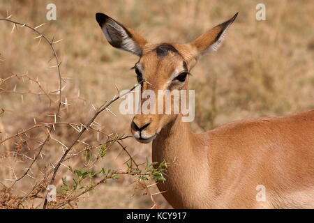 Impala avec un thorn acacia dans le pilanesberg national park, afrique du sud Banque D'Images