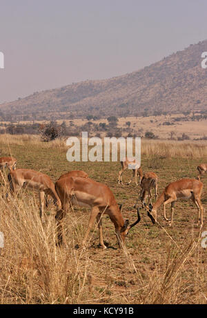 Troupeau d'impala paissant dans le pilanesberg national park, afrique du sud Banque D'Images