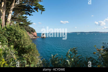 Sur le south west coast path à ilsham à Torquay, dans la baie de Tor, de feuillage et de pins surplombant la mer. ciel d'été et d'une mer bleue Banque D'Images