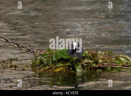 Foulque. Fulica atra. Seul adulte sur son nid. Le lac de Garde. Italie Banque D'Images