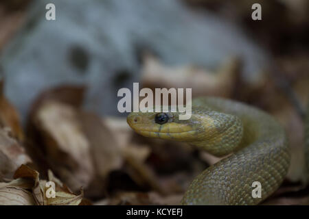 Aesculapian Snake. Zamenis longissimus. Gros plan du seul adulte. Le Trentin. Italie Banque D'Images