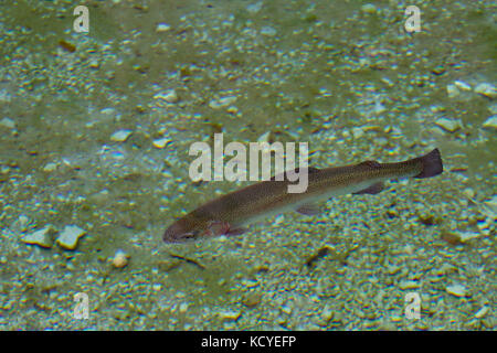 La truite arc-en-ciel. Oncorhynchus mykiss. Seul adulte natation dans le lac Clear. Le Trentin. Italie Banque D'Images