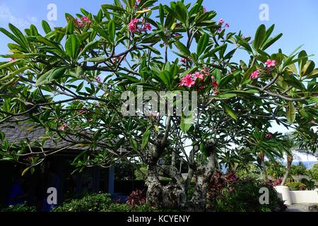 Plumeria arbre avec des fleurs roses Banque D'Images