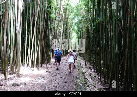 Les randonneurs dans une forêt de bambou sur l'Pipiwai trail de Waimoku falls, Parc National de Haleakala, Kipahulu, Maui Banque D'Images