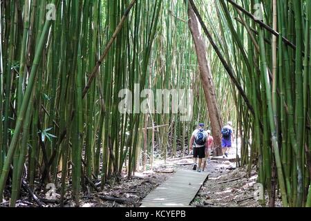 Les randonneurs dans une forêt de bambou sur l'Pipiwai trail de Waimoku falls, Parc National de Haleakala, Kipahulu, Maui Banque D'Images