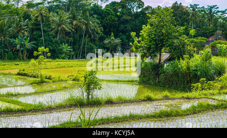 Au milieu des terrasses de riz déposé en jungle, Bali, Indonésie Banque D'Images