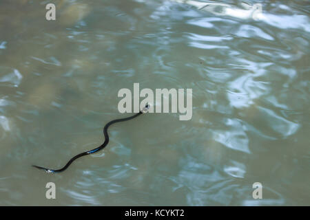Un petit serpent nageant dans un lac Banque D'Images