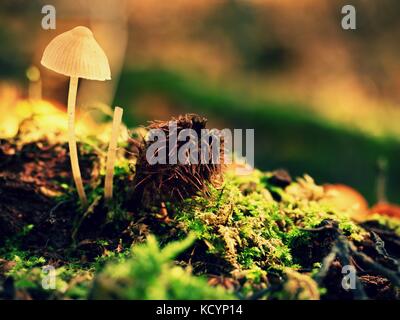 Muschroom sauvage mystérieuse dans l'éclairage forêt. slim manette, Fallen Leaf sur le chapeau avec lumière surréaliste. Moss et champignons de conte Banque D'Images