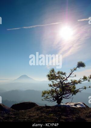 Bonsai sauvages sur pin de rochers de grès, nuages gris en arrière-plan. bleu et brumeux matin sur le point de vue de grès dans le parc national. Banque D'Images