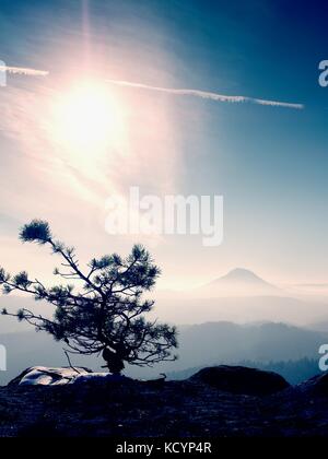 Bonsai sauvages sur pin de rochers de grès, nuages gris en arrière-plan. bleu et brumeux matin sur le point de vue de grès dans le parc national. Banque D'Images