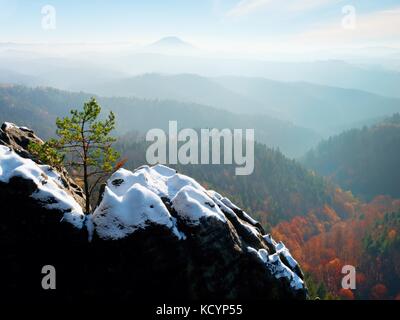 Bonsai sauvages sur pin de rochers de grès, nuages gris en arrière-plan. bleu et brumeux matin sur le point de vue de grès dans le parc national. Banque D'Images