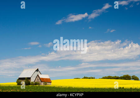 L'agriculture, le canola, la pomme de terre, de l'agriculture, Springfield, Prince Edward Island, canada Banque D'Images