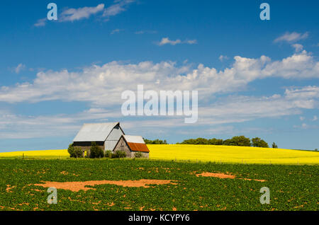 L'agriculture, le canola, la pomme de terre, de l'agriculture, Springfield, Prince Edward Island, canada Banque D'Images