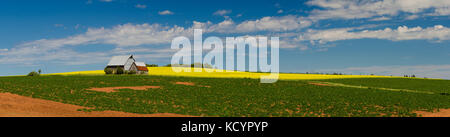 Panorama, Springfield, Prince Edward Island, canada, d'agriculture, de l'agriculture, du canola, des pommes de terre Banque D'Images