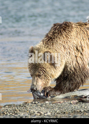 Ours grizzli (Ursus arctos horribilis), adulte, sur bord de l'eau d'un ruisseau avec le saumon quinnat (Printemps, Tyee, Roi) Salmon (Oncorhynchus tshawytscha), Centre de la Colombie-Britannique, Canada Banque D'Images