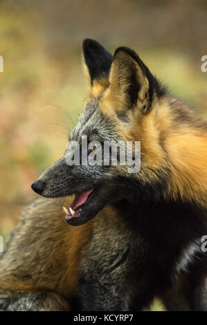 Le renard roux (Vulpes vulpes) phase de Croix, centre de la Colombie-Britannique, Canada Banque D'Images