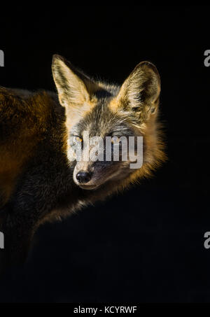 Le renard roux (Vulpes vulpes) phase de Croix, centre de la Colombie-Britannique, Canada Banque D'Images