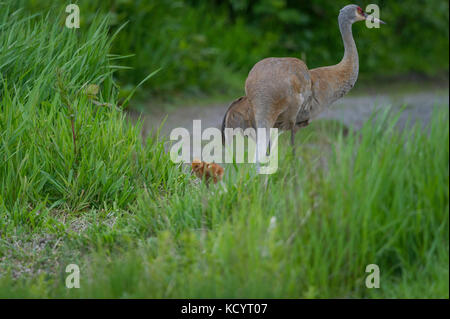 L'omnivore, la grue Antigone (canadensis ) rss sur terre ou dans les marais peu profonds où les plantes poussent hors de l'eau, glanage de la surface et en sondant avec son projet de loi de la Colombie-Britannique, Canada Banque D'Images