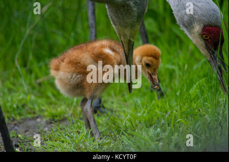 L'omnivore, la grue Antigone (canadensis ) rss sur terre ou dans les marais peu profonds où les plantes poussent hors de l'eau, glanage de la surface et en sondant avec son projet de loi de la Colombie-Britannique, Canada Banque D'Images