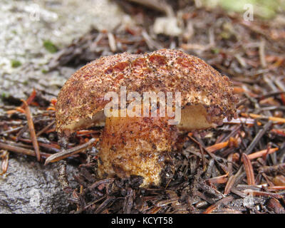 Suillus granulatus champignon mangées par de nombreux collemboles dans une forêt du nord-ouest du Pacifique Banque D'Images