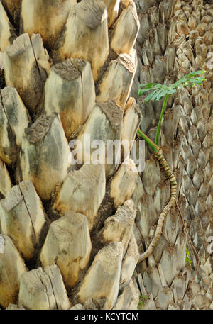 Les troncs de palmiers dattiers (Phoenix dactylifera) dans la forêt de palmiers connu comme El Palmeral. elche, Alicante, Espagne Banque D'Images